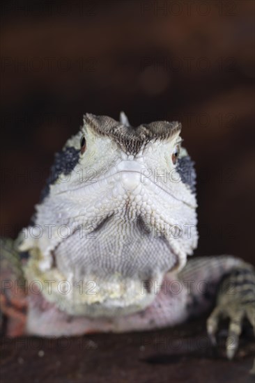 Bearded Dragon