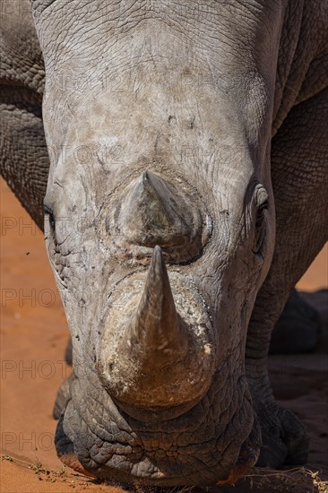 White rhinoceros