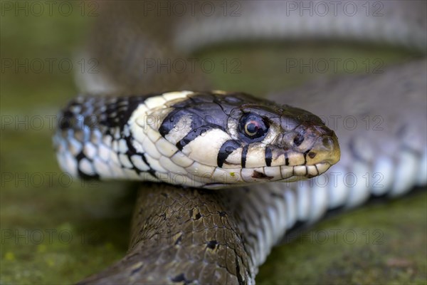 Grass snake