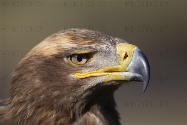 Steppe eagle