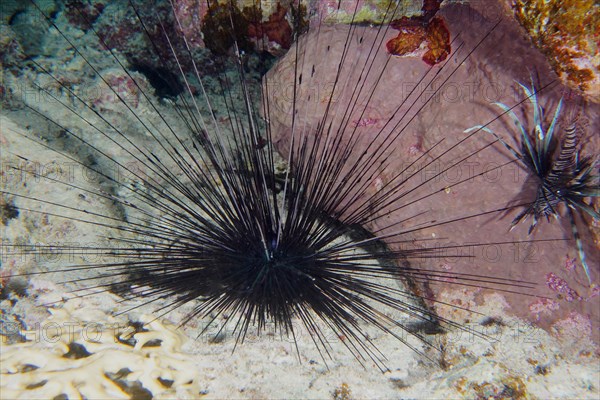 Needle sea urchin