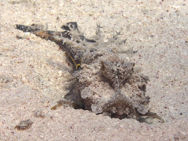 Portrait of filament-finned stinger