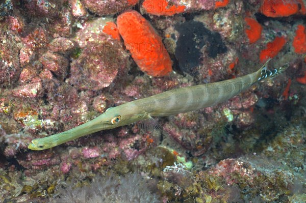 Atlantic cornetfish