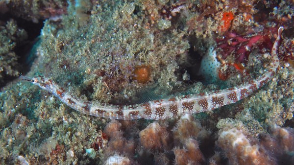 Network pipefish