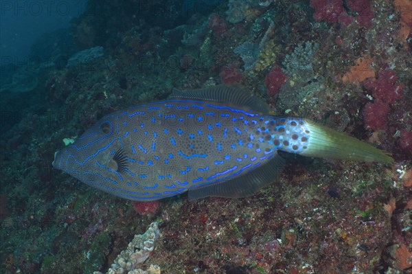 Scrawled filefish