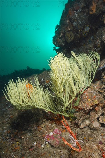 Green shrub gorgonian