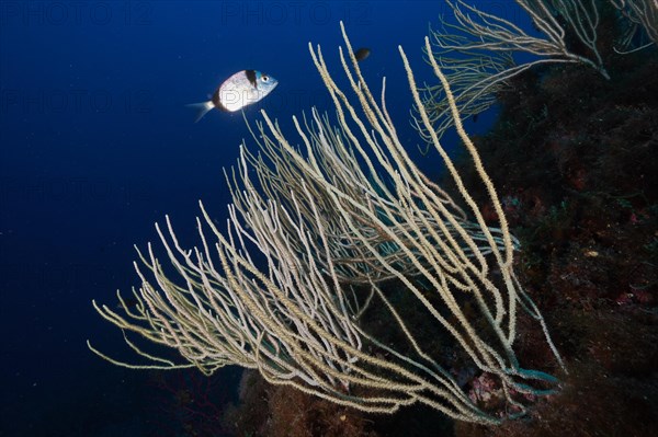 White gorgonian