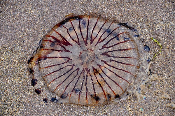 Stranded compass jellyfish