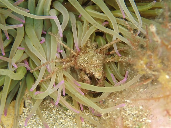 Long-legged ghost crab