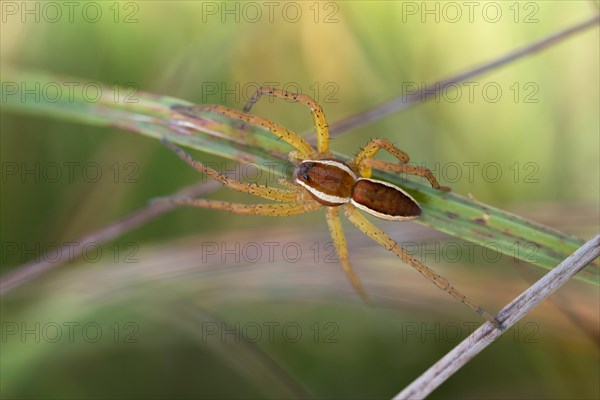 Raft spider