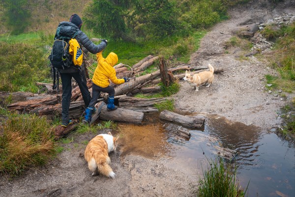 Mom with her son and dogs walk over logs lying on a small stream. Polish mountains