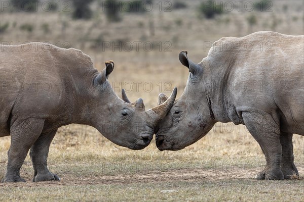 White rhinoceros