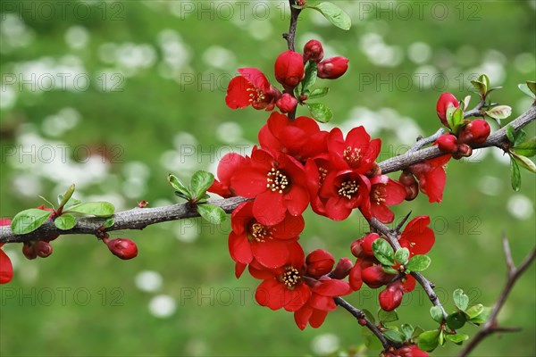 Ornamental quince