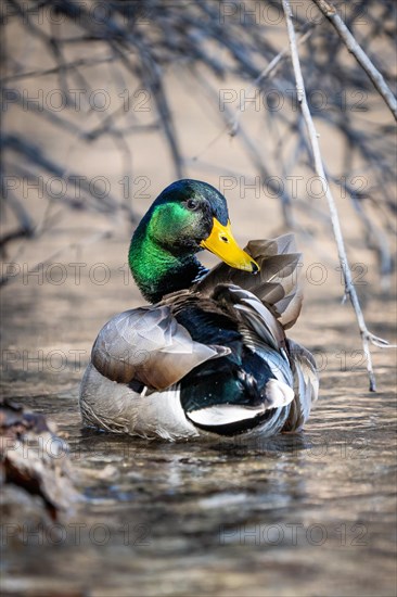 Duck on the lake