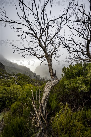 Cloud-covered mountains