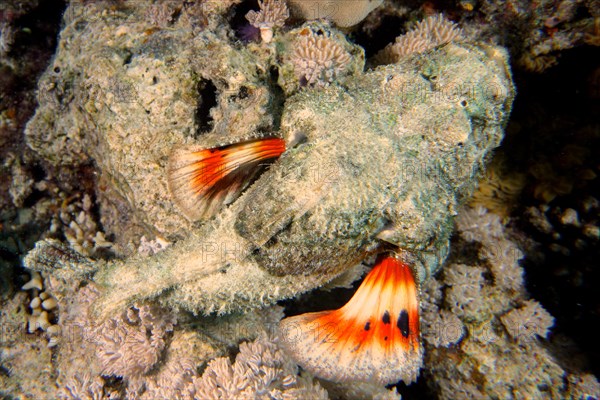 A well-camouflaged humphead dragonhead