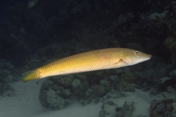 Cigar wrasse