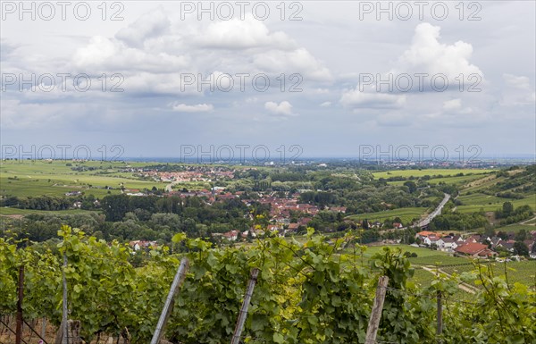 View over vines into the Rhine valley