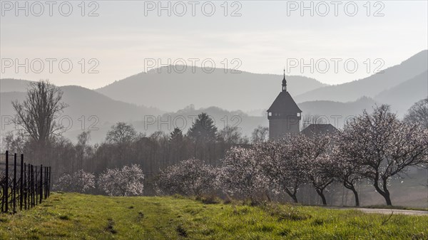 Almond blossom