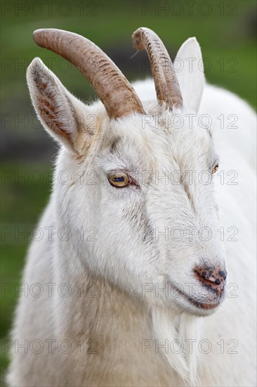 White domestic goat