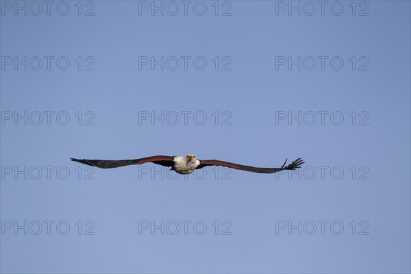 African fish eagle