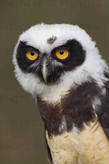 Spectacled owl