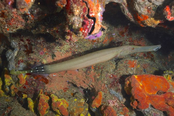 Chinese trumpetfish