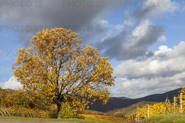 Old chestnut tree