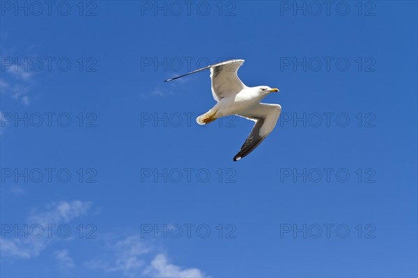 European herring gull