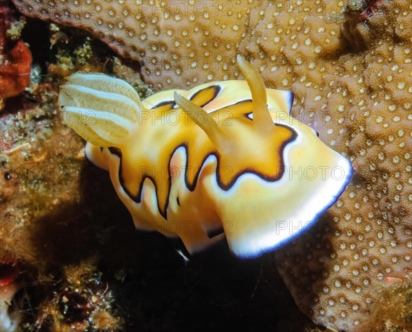 Nudibranch