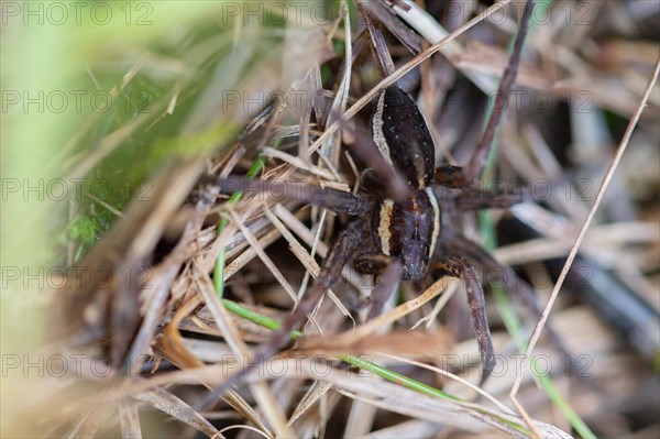 Raft spider