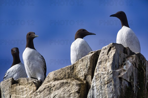 Common guillemots