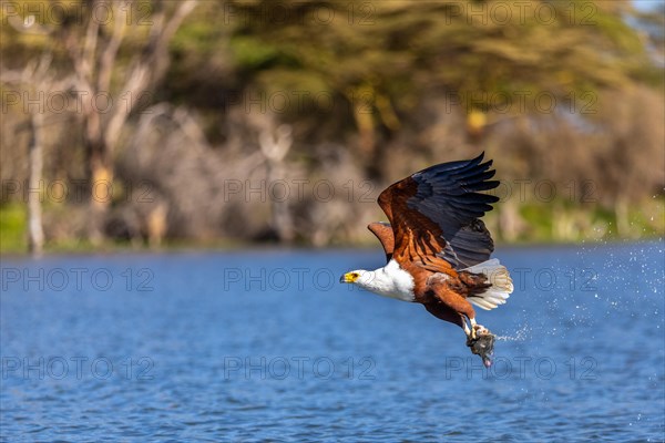 African fish eagle