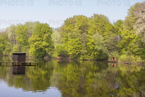 Old Rhine arm with fishing jetties near Jockgrim