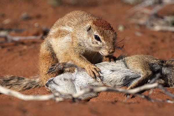 African bristle squirrel