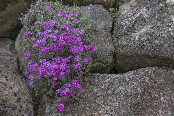 Creeping phlox