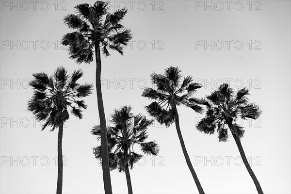 Palm trees at Santa Monica beach. Back and white. Fashion