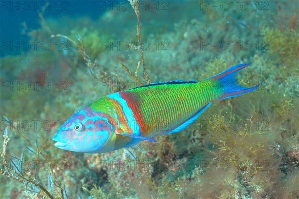 Ornate wrasse