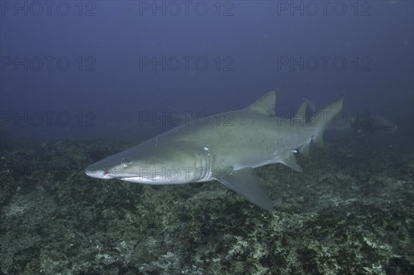 Sand tiger shark