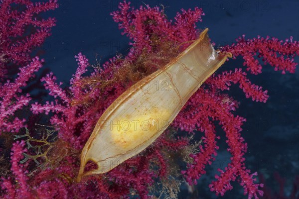 Egg capsule of nursehound