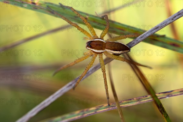 Raft spider