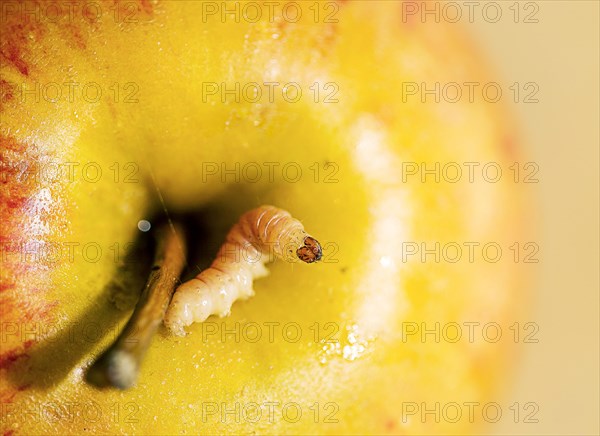 Apple with worm