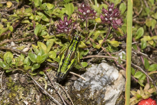 Southwest alps mountain cricket