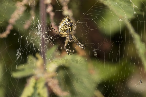 Wasp spider