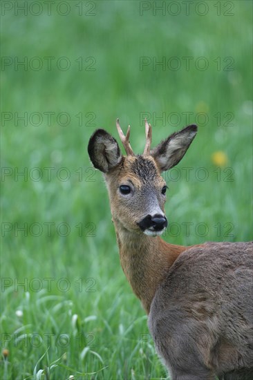 Roe deer