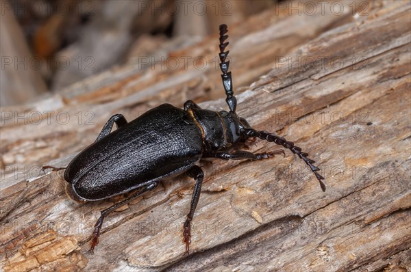 Tanner beetle