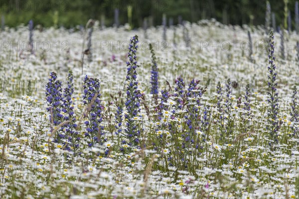 Flower meadow with mainly marguerites