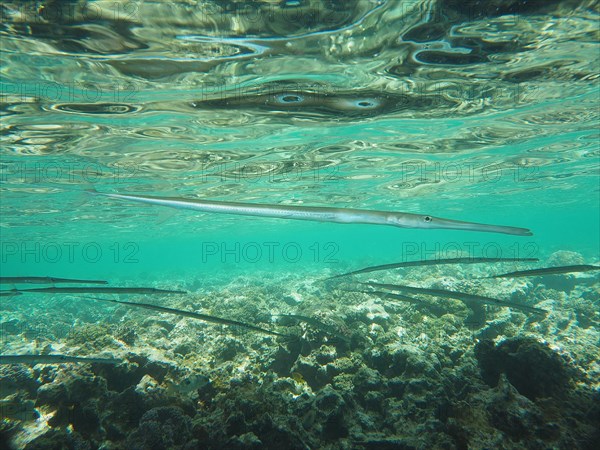 Bluespotted cornetfish