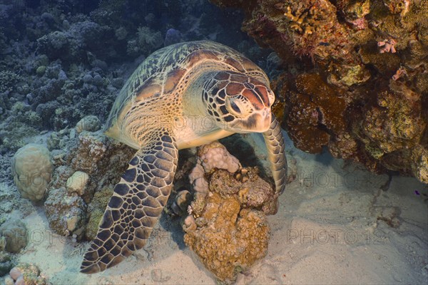 Green turtle