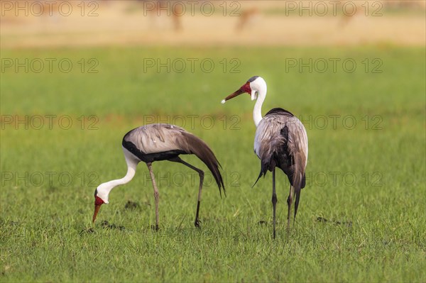 2 Wattled Cranes